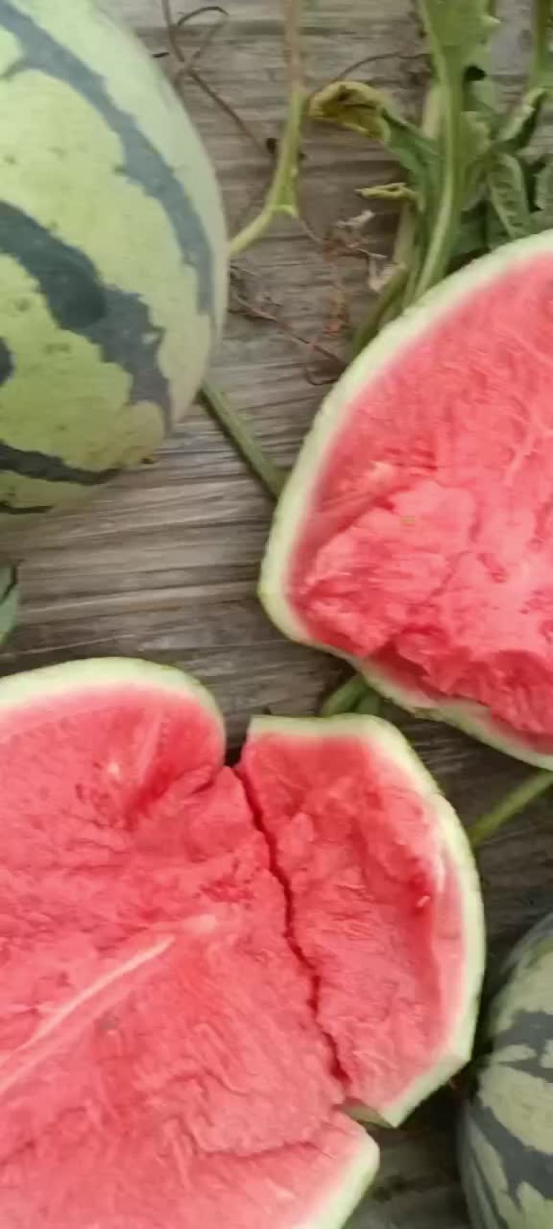 【西瓜】，自家种植，产地直发，价格可谈
