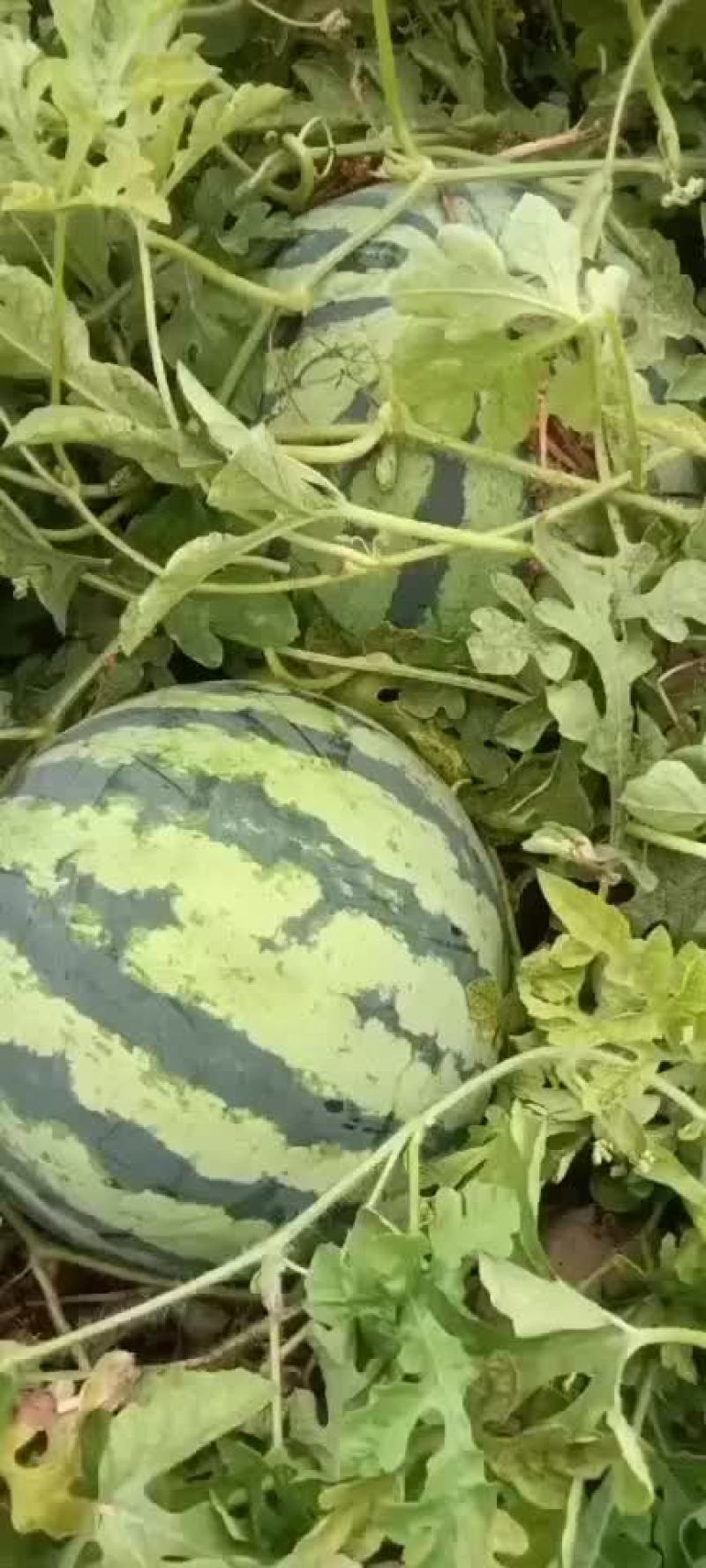 【西瓜】，自家种植，产地直发，价格可谈