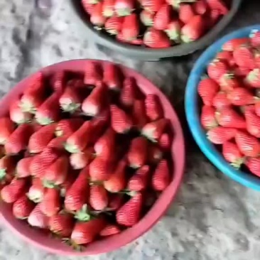 章姬奶油草莓