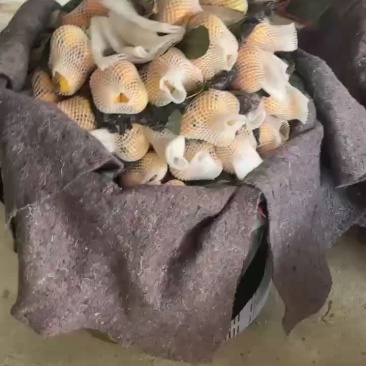 云霄枇杷