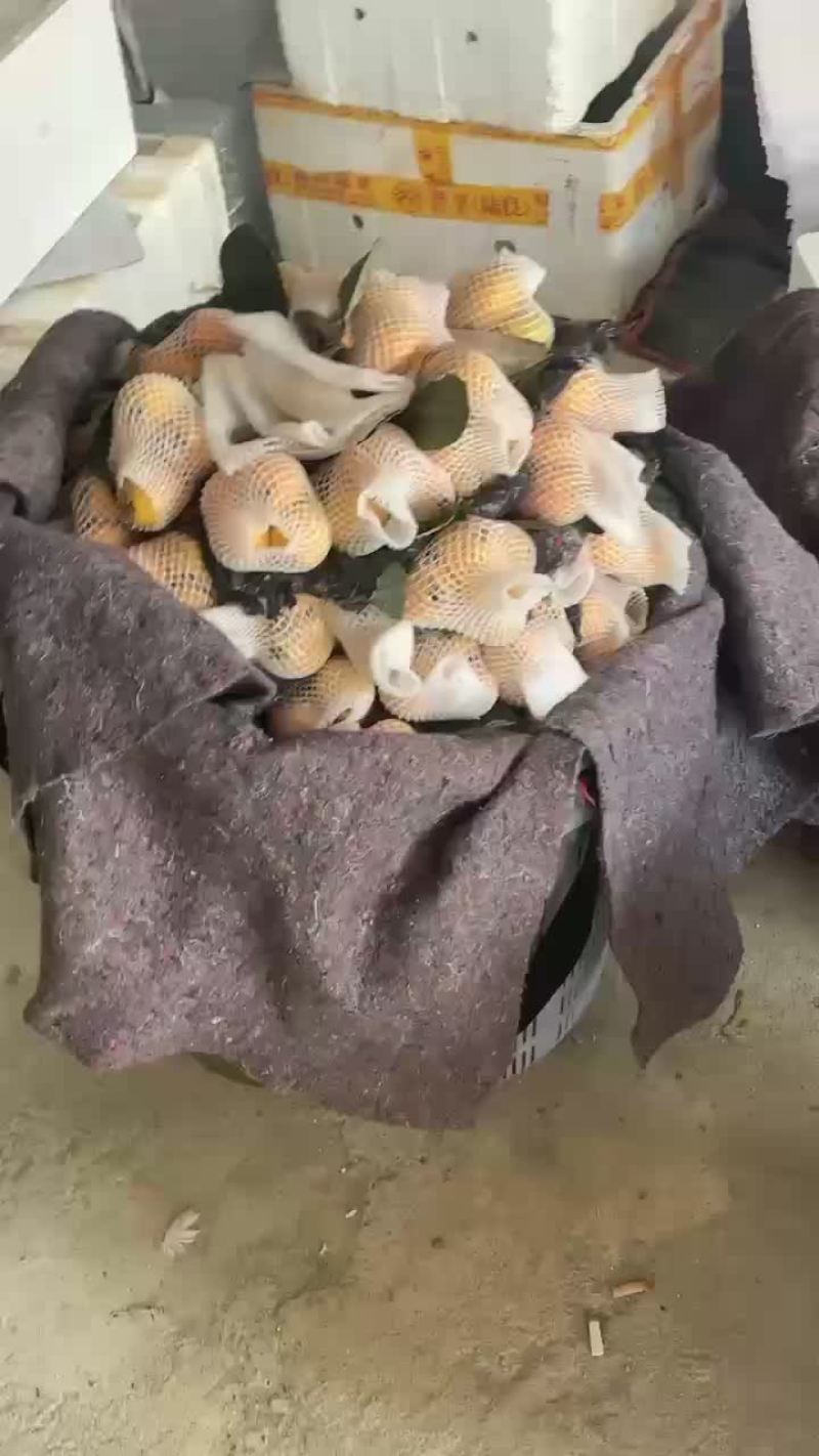 云霄枇杷
