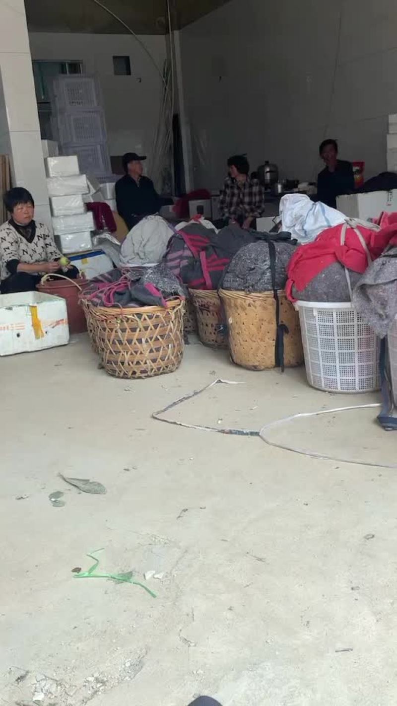 云霄枇杷