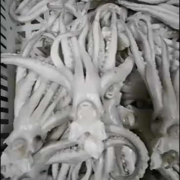 单冻鱿鱼，口感好，做工精细，成年有货，价格便宜，欢迎咨询