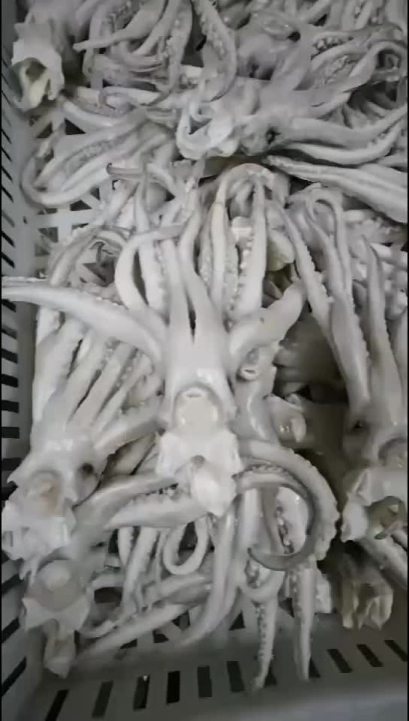 单冻鱿鱼，口感好，做工精细，成年有货，价格便宜，欢迎咨询