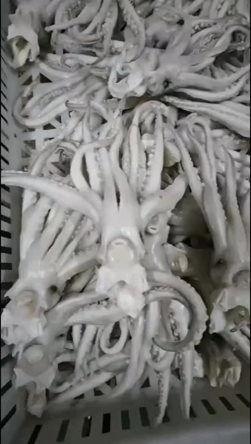 单冻鱿鱼，口感好，做工精细，成年有货，价格便宜，欢迎咨询
