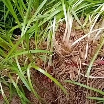 韭菜根大量现货