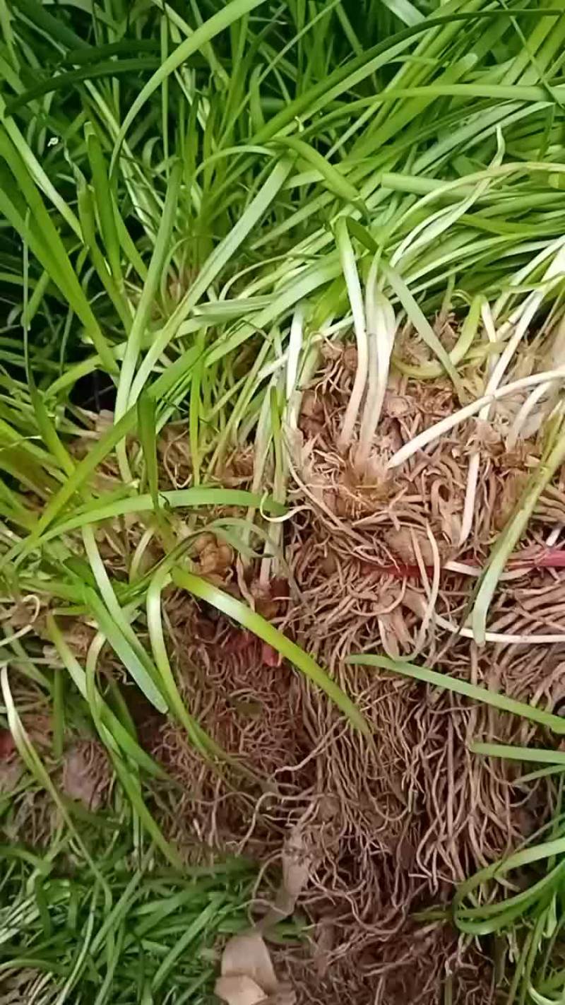 韭菜根大量现货