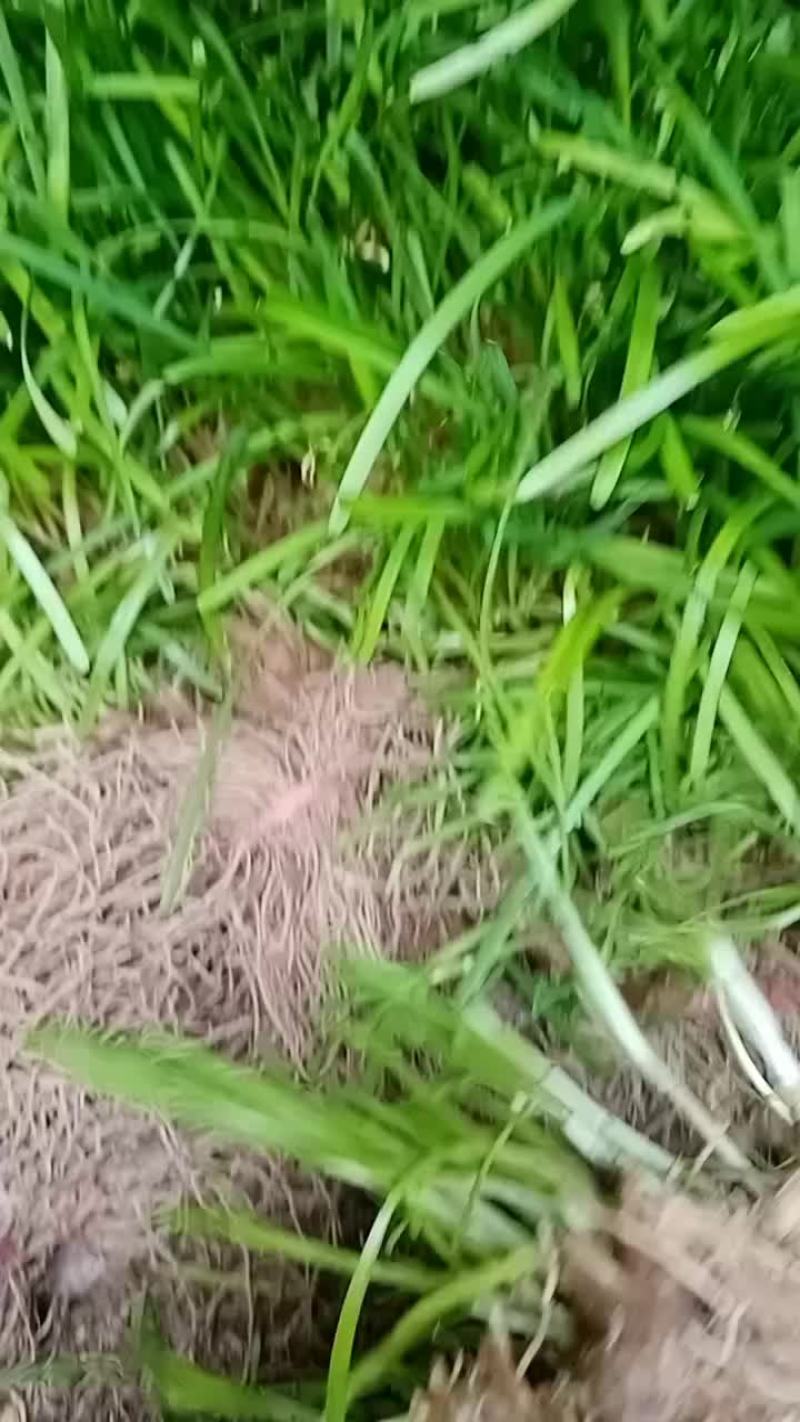 韭菜根大量现货
