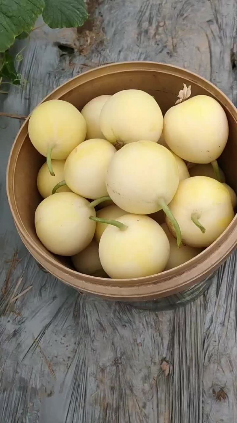 山东济宁喻屯甜瓜,早甜脆