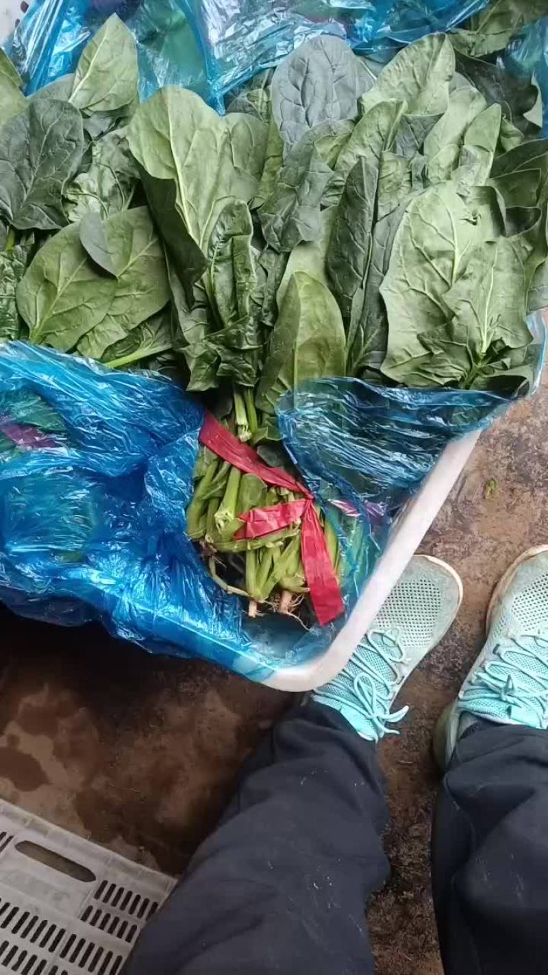 叶菜