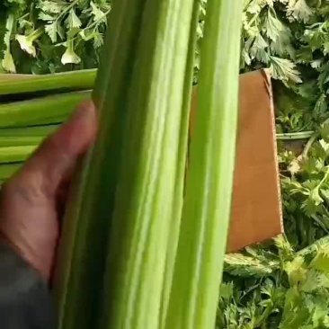 西芹