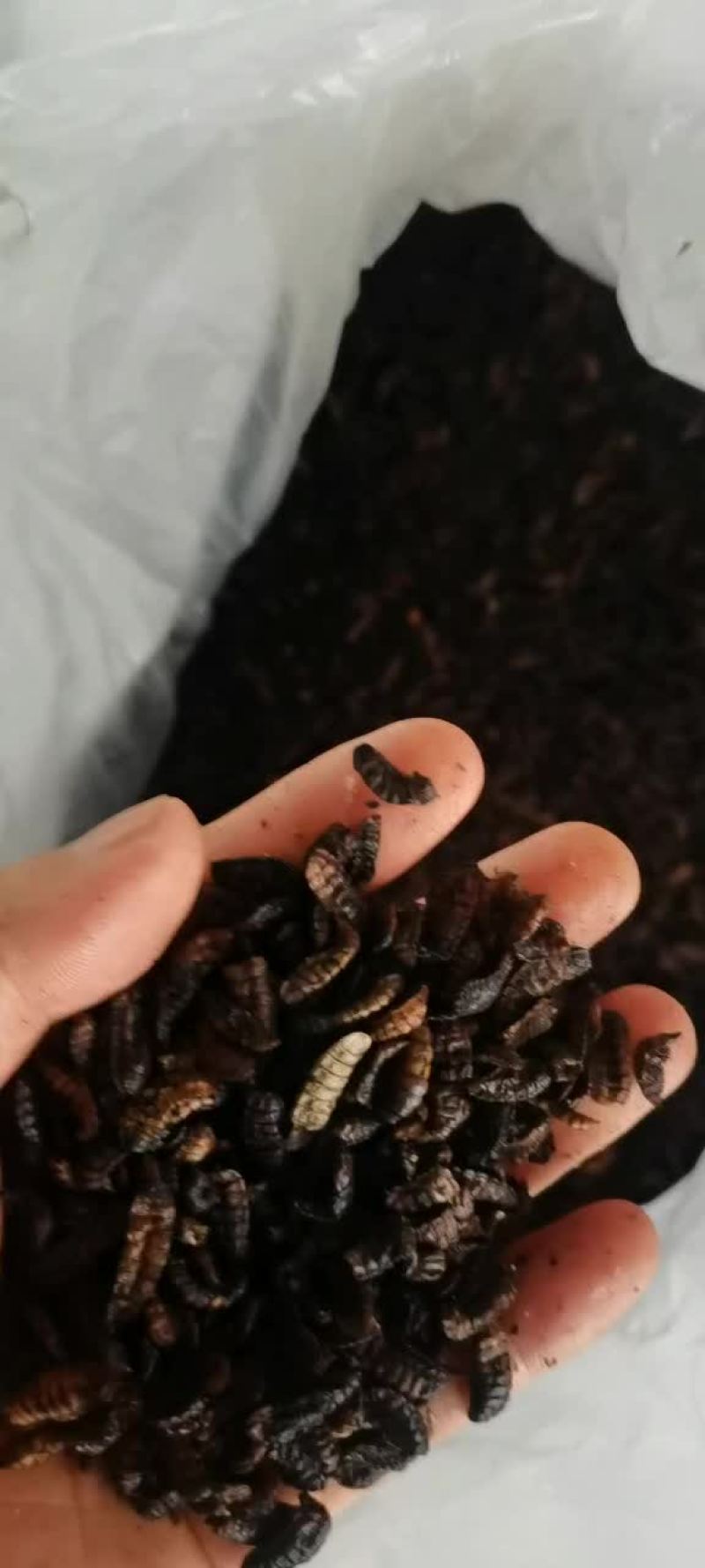 蛋白虫黑水虻干虫