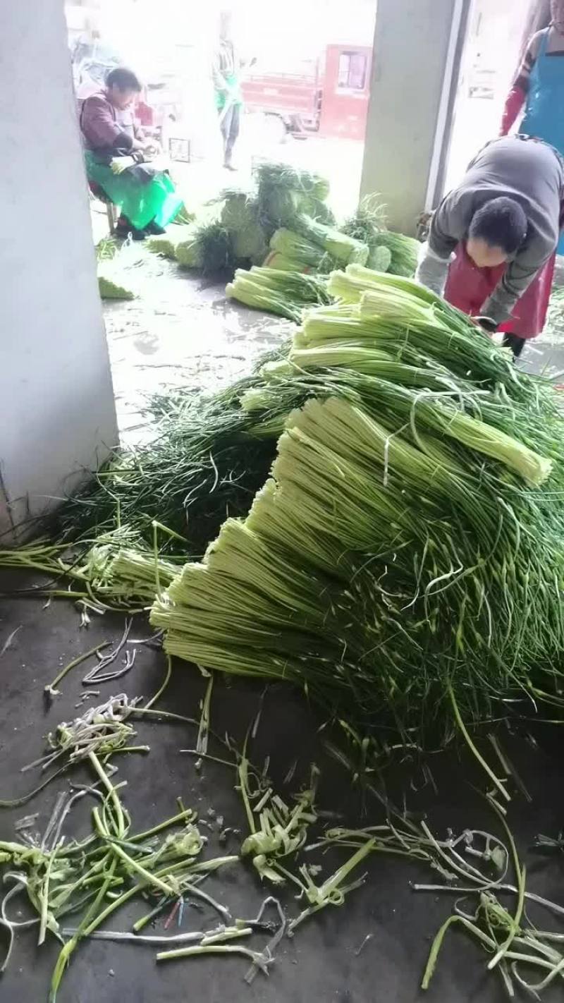 蒜苔质量好