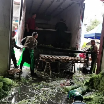 蒜苔质量好