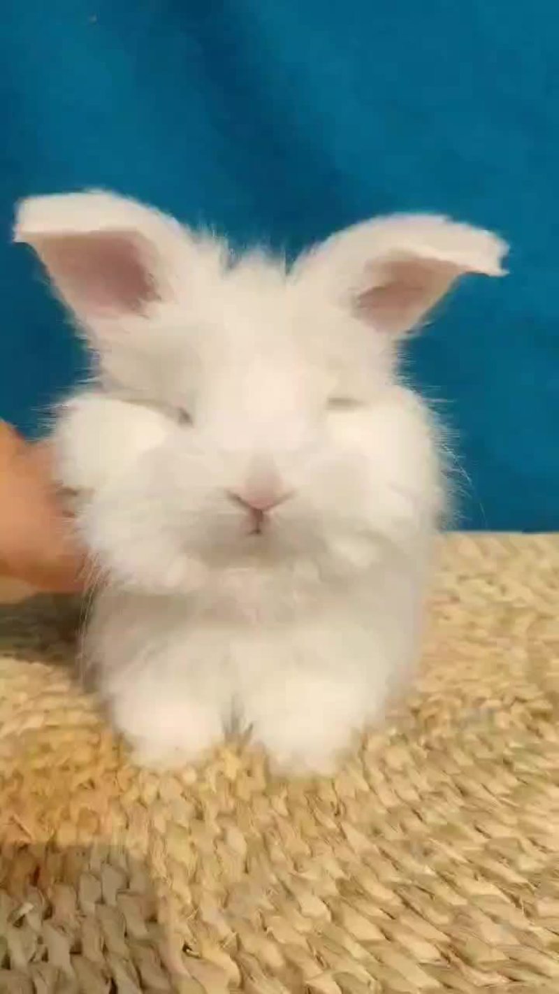 安哥拉宠物兔