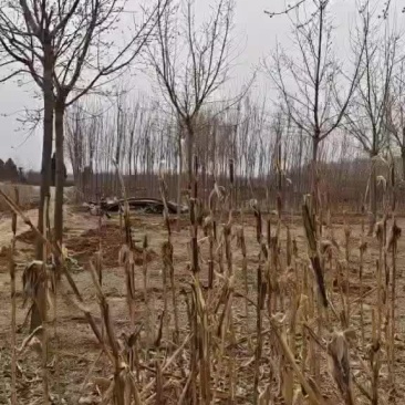 金叶复叶槭