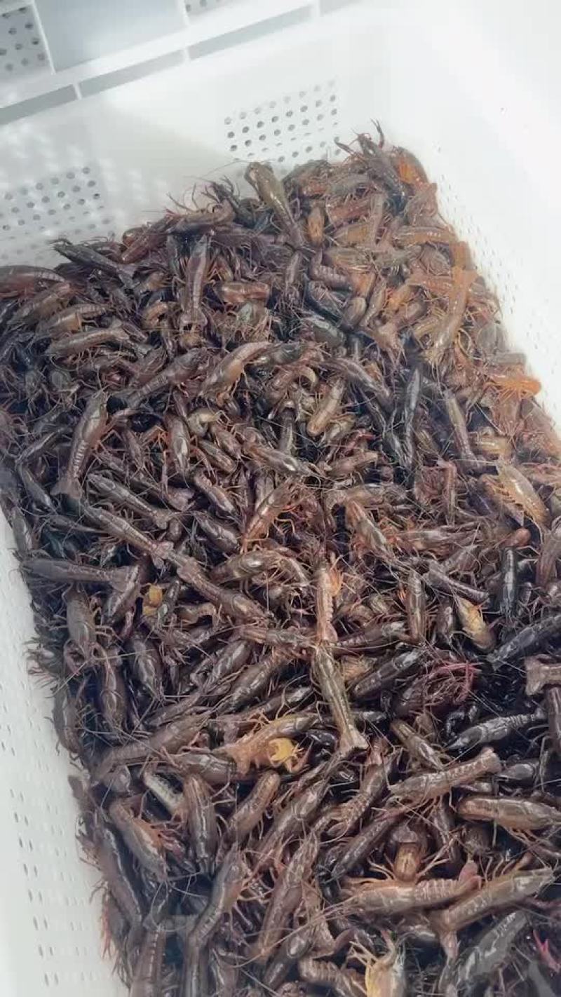 优质小龙虾苗冷藏车专业配送