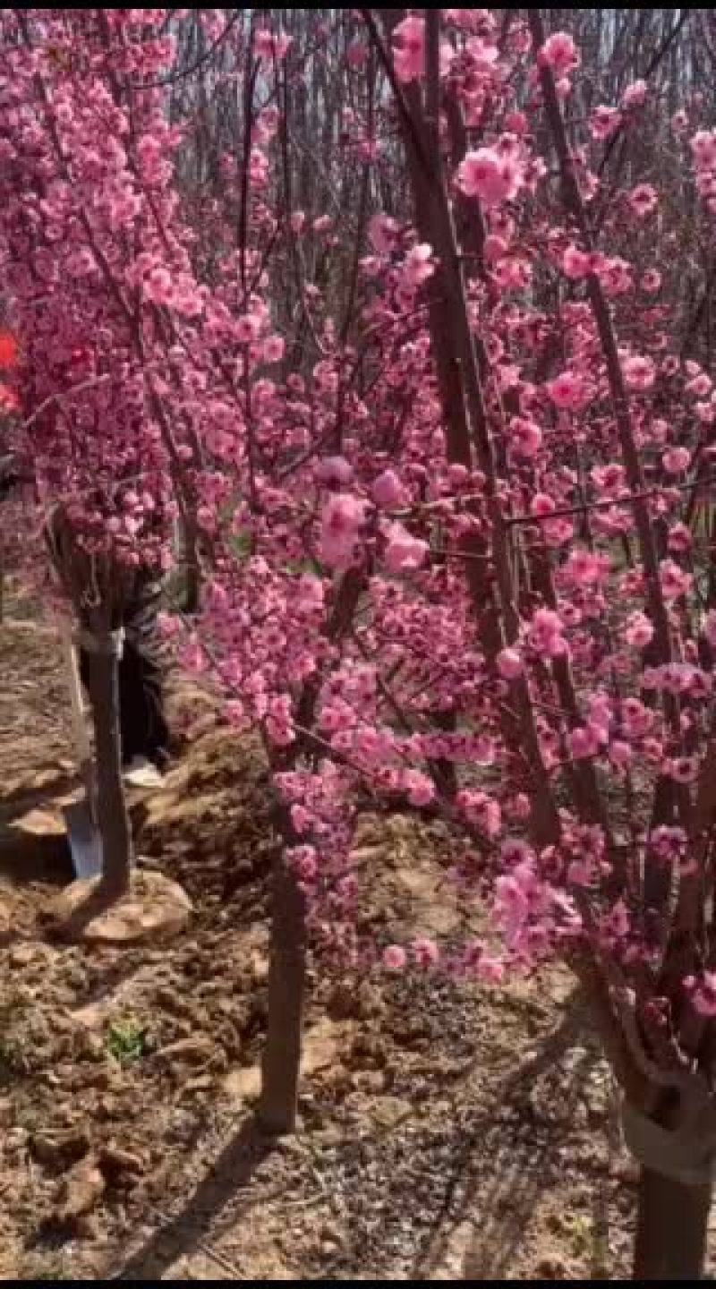 榆叶梅美人梅