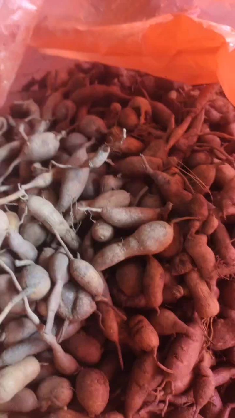 中药材金果榄