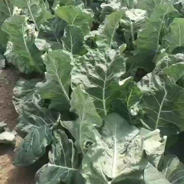 启东大棚精品有机花菜，物美价廉质量很好
