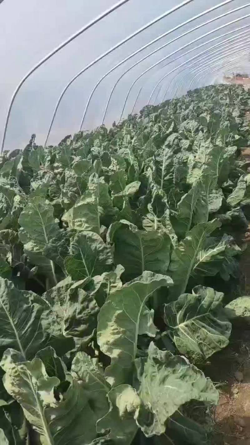 启东大棚精品有机花菜，物美价廉质量很好