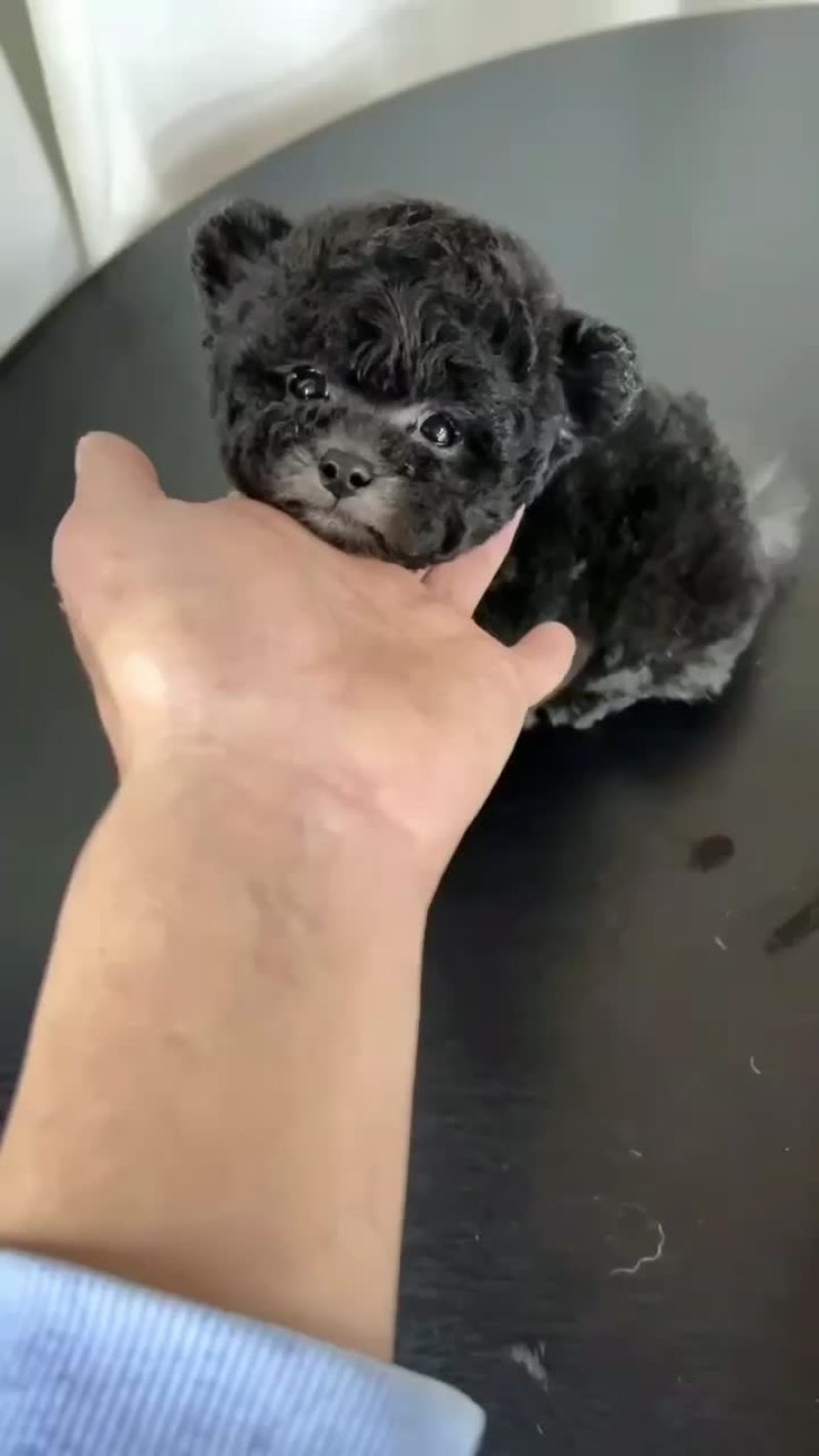 家养黑色泰迪