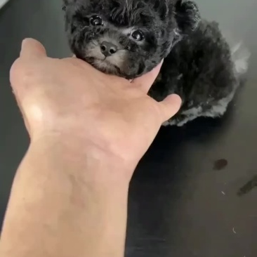 家养黑色泰迪