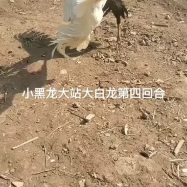 战斗鸡