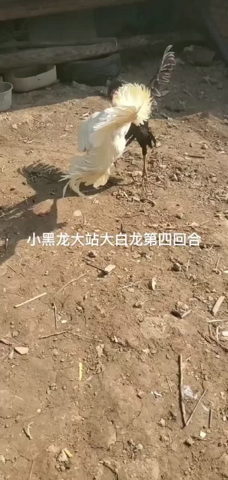 战斗鸡