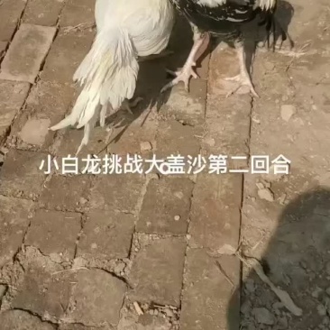 战斗鸡