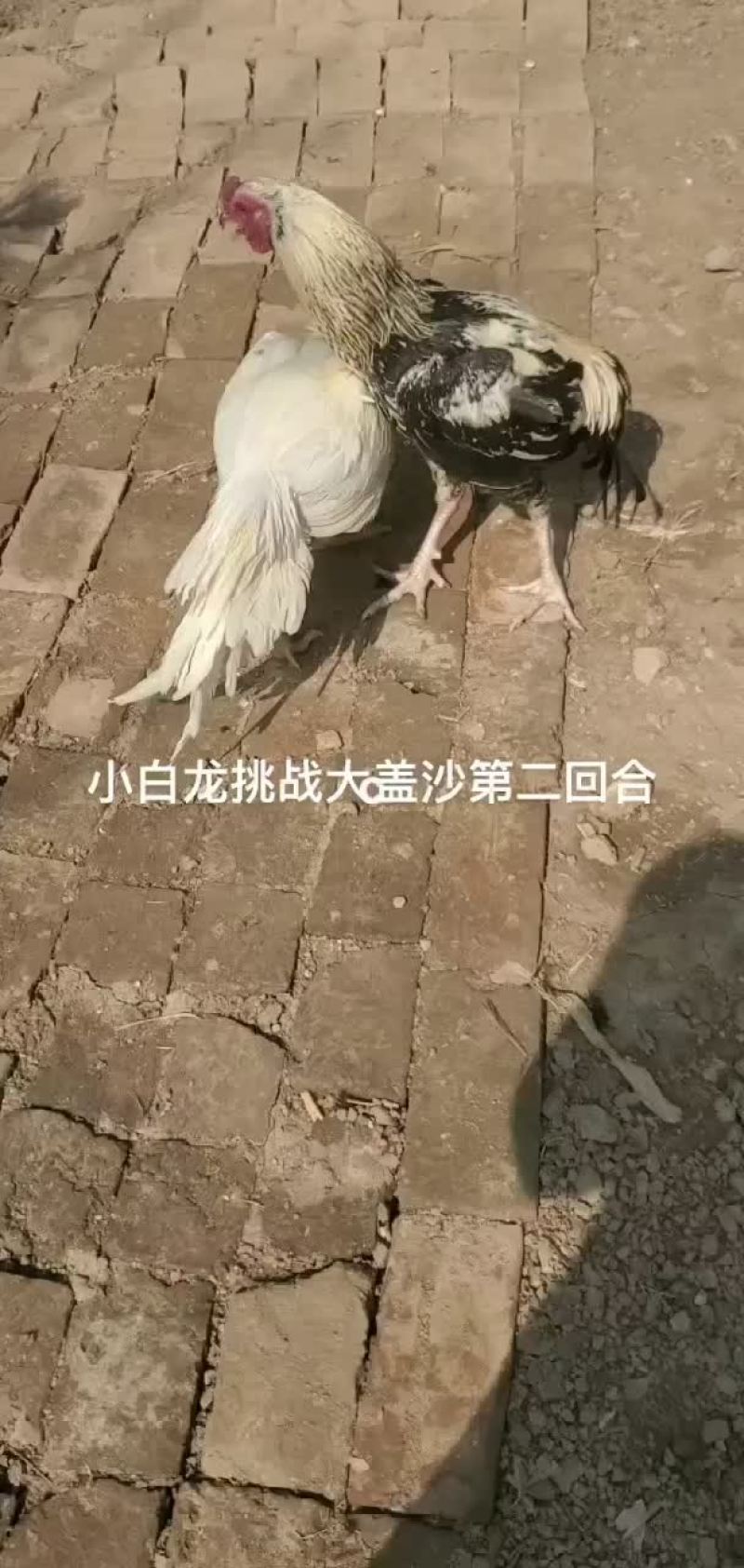 战斗鸡