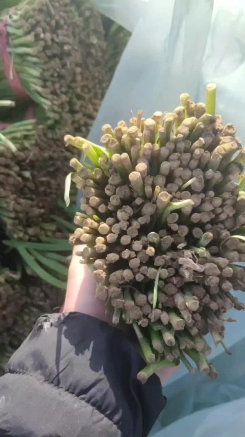 大棚韭菜现已大量上市。大量供应市场电商欢迎洽谈