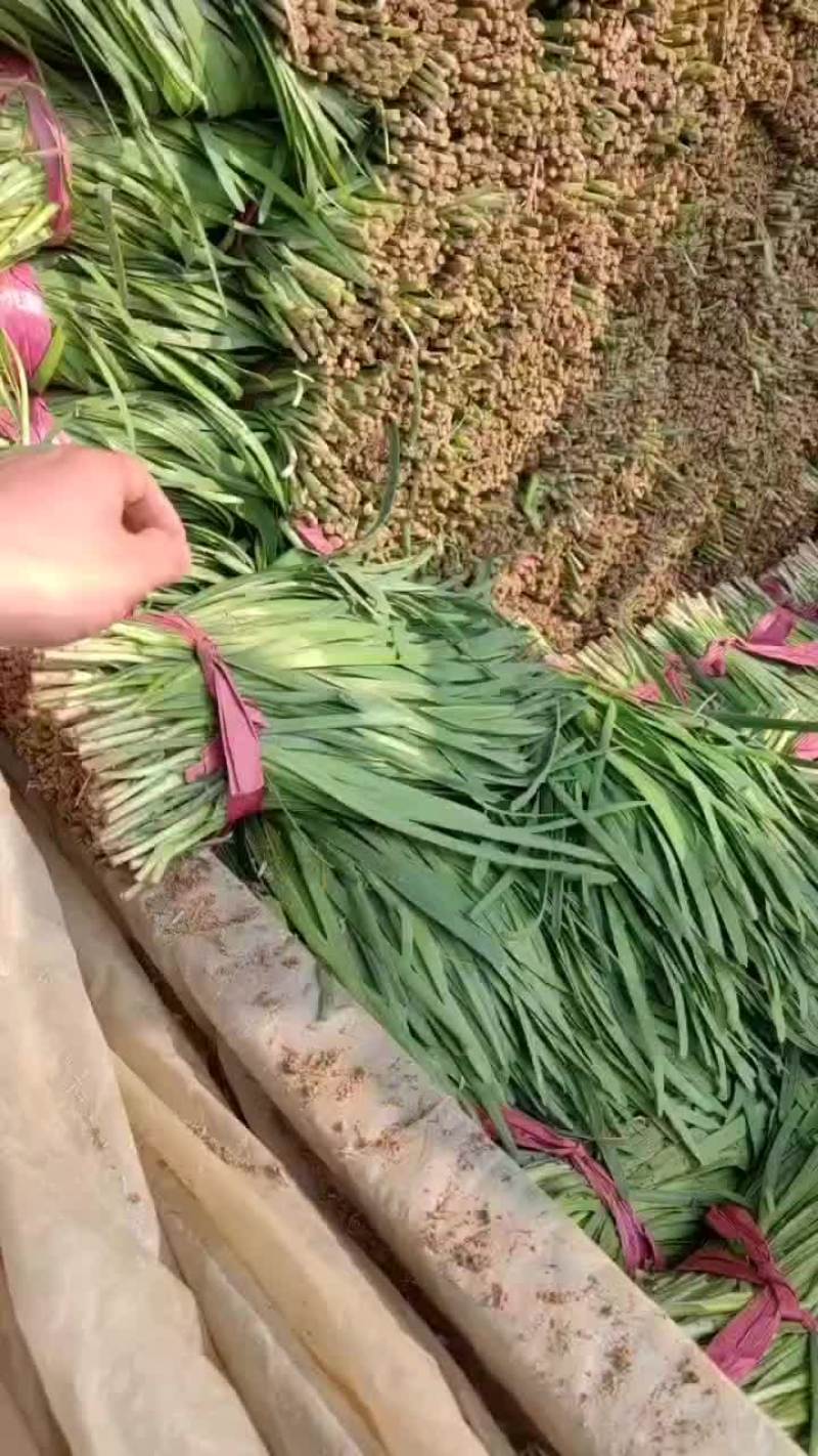 大棚韭菜现已大量上市。大量供应市场电商欢迎洽谈