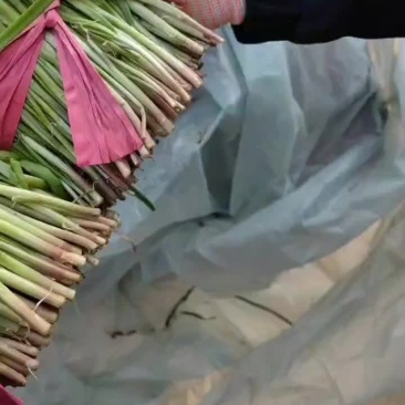 大棚韭菜现已大量上市。大量供应市场电商欢迎洽谈