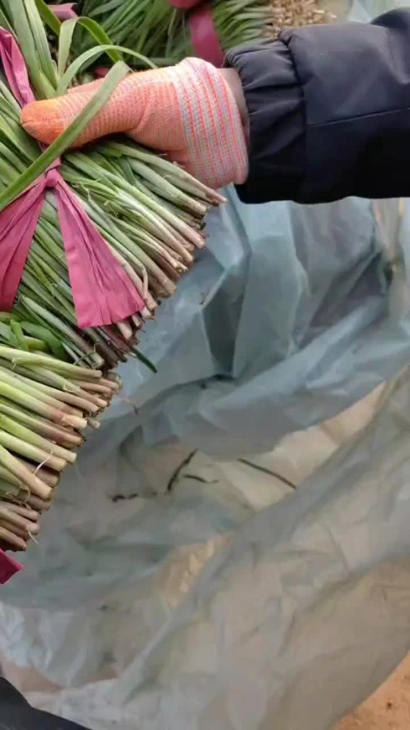 大棚韭菜现已大量上市。大量供应市场电商欢迎洽谈