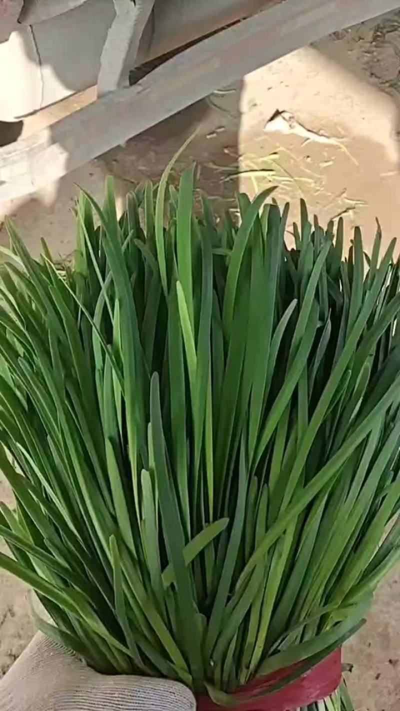 大棚韭菜现已大量上市。大量供应市场电商欢迎洽谈
