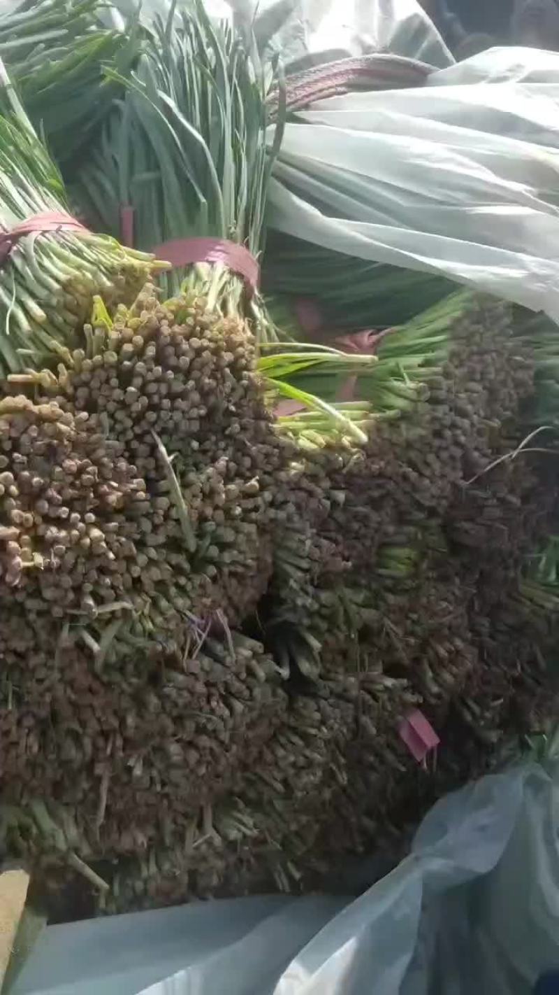 大棚韭菜现已大量上市。大量供应市场电商欢迎洽谈