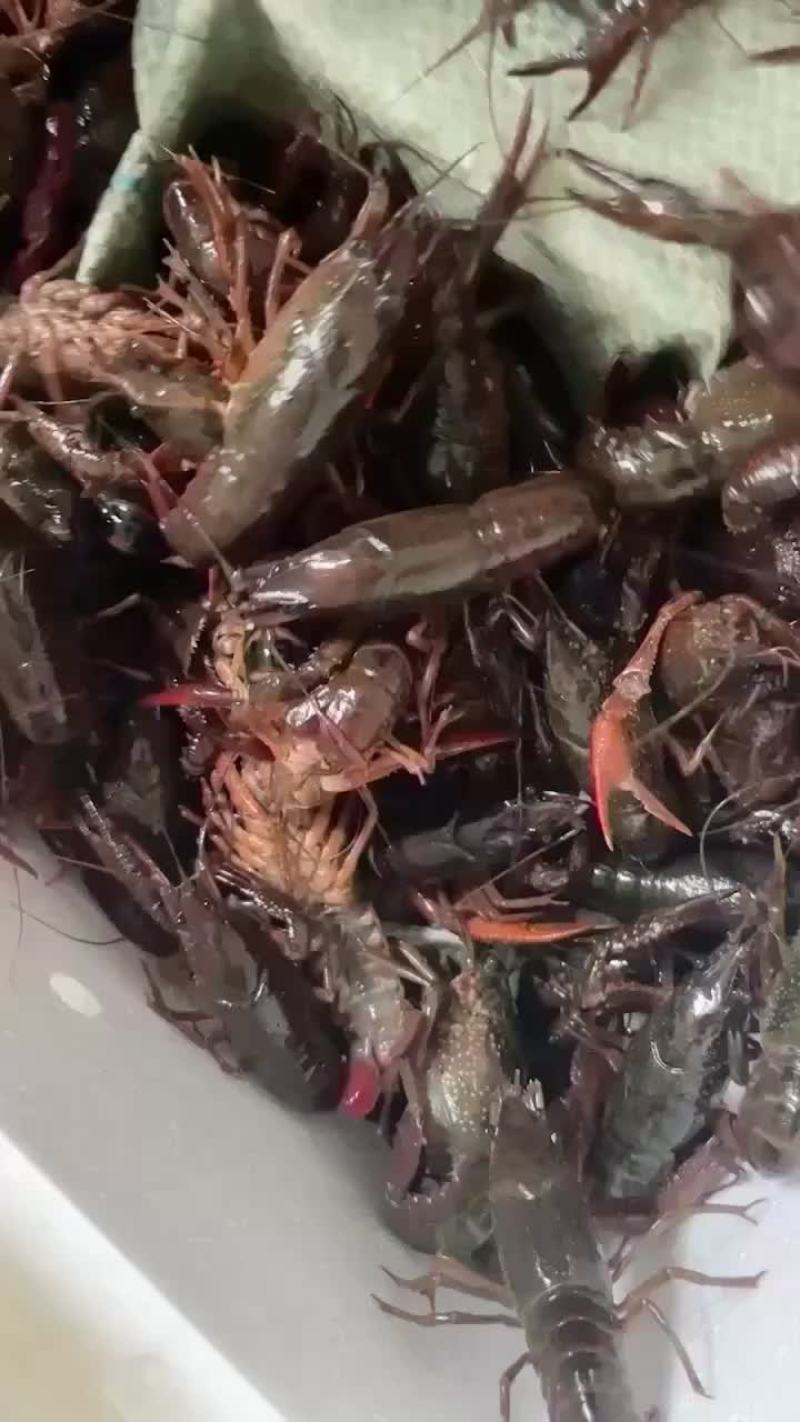 清水小龙虾已上市，需要批发的老板可直接对接，全国可发