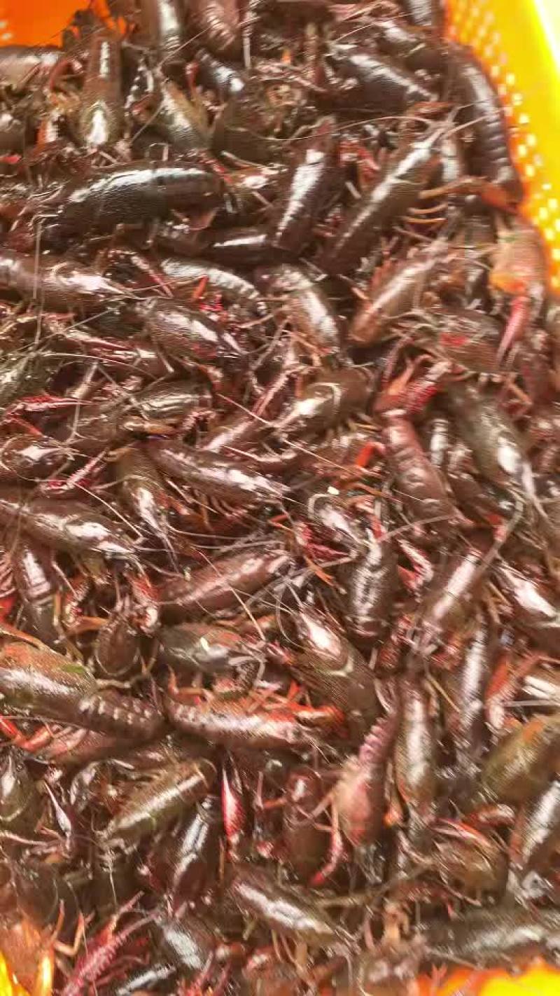 清水小龙虾已上市，需要批发的老板可直接对接，全国可发