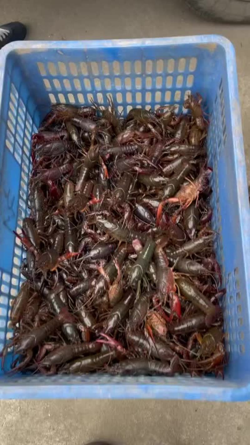 清水小龙虾已上市，需要批发的老板可直接对接，全国可发