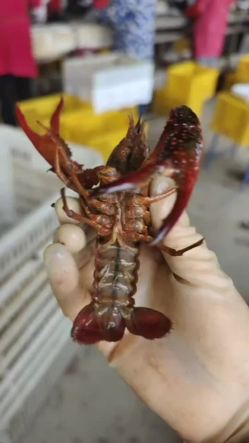 清水小龙虾已上市，需要批发的老板可直接对接，全国可发