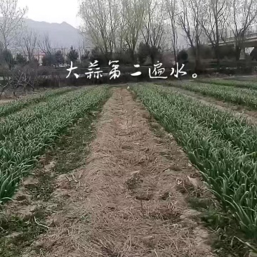 山西运城永济大蒜