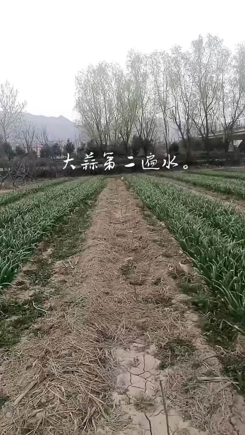 山西运城永济大蒜