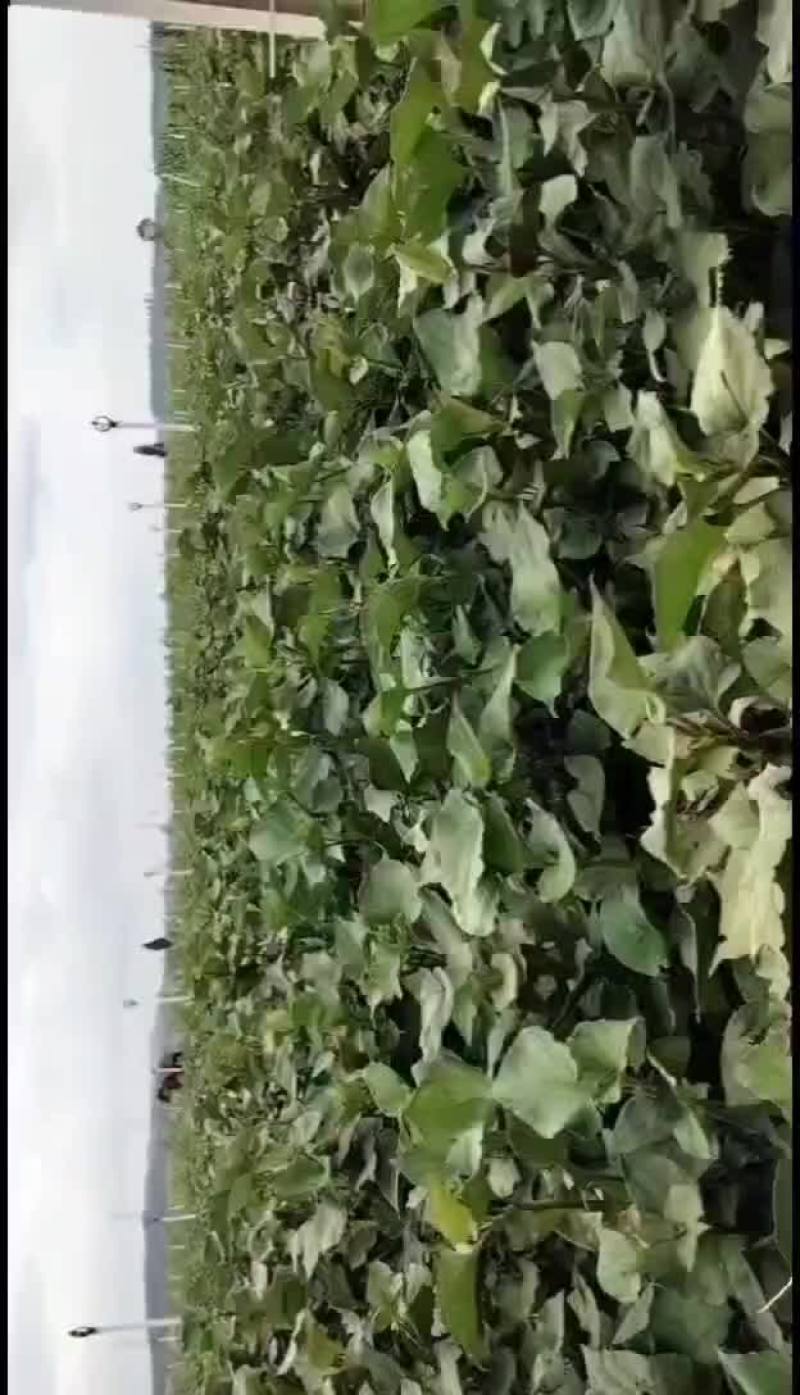 精品鱼腥草，(折耳根)