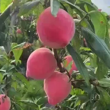 乐亭大棚水蜜桃现在已经大量上市，价钱稳定，需要的