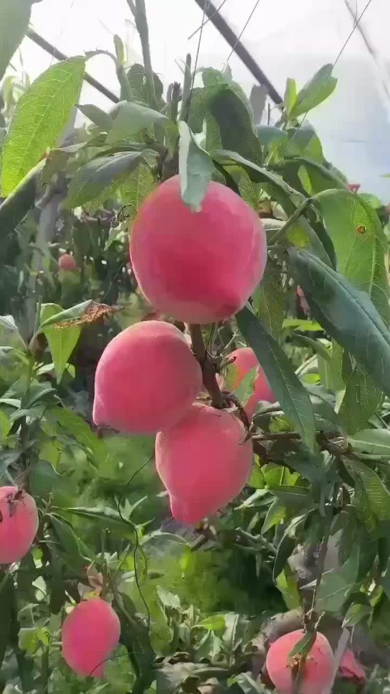 乐亭大棚水蜜桃现在已经大量上市，价钱稳定，需要的