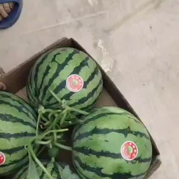 砀山王屯4月20号西瓜大量上市有礼品瓜美都甜