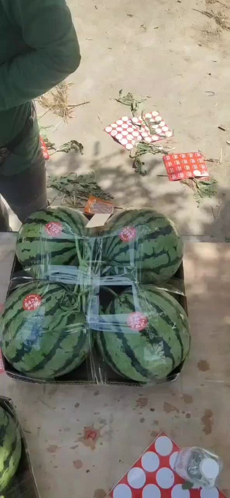 砀山王屯4月20号西瓜大量上市有礼品瓜美都甜