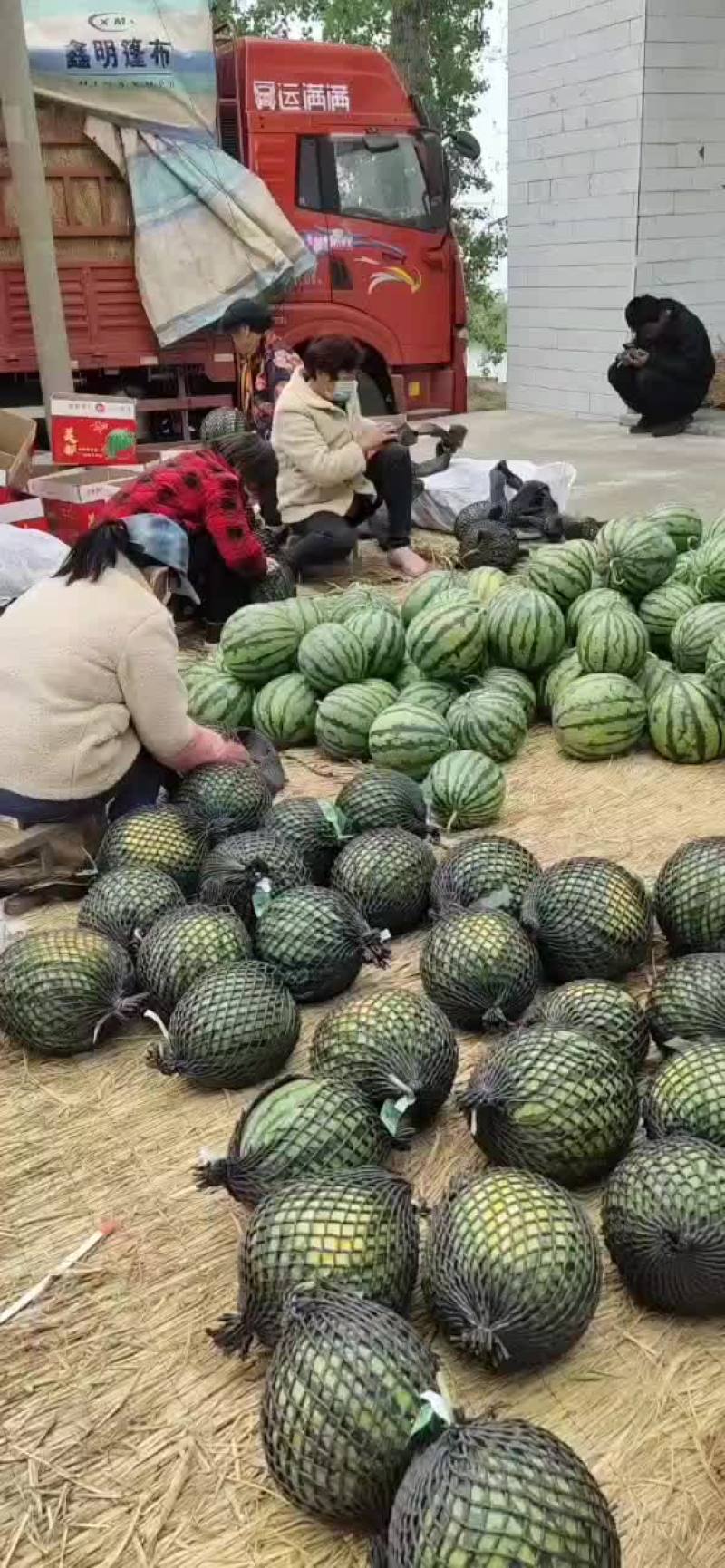 砀山王屯4月20号西瓜大量上市有礼品瓜美都甜