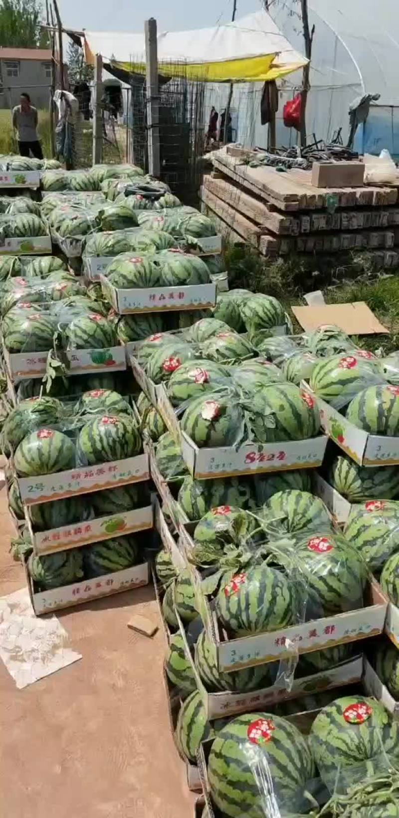 砀山王屯4月20号西瓜大量上市有礼品瓜美都甜